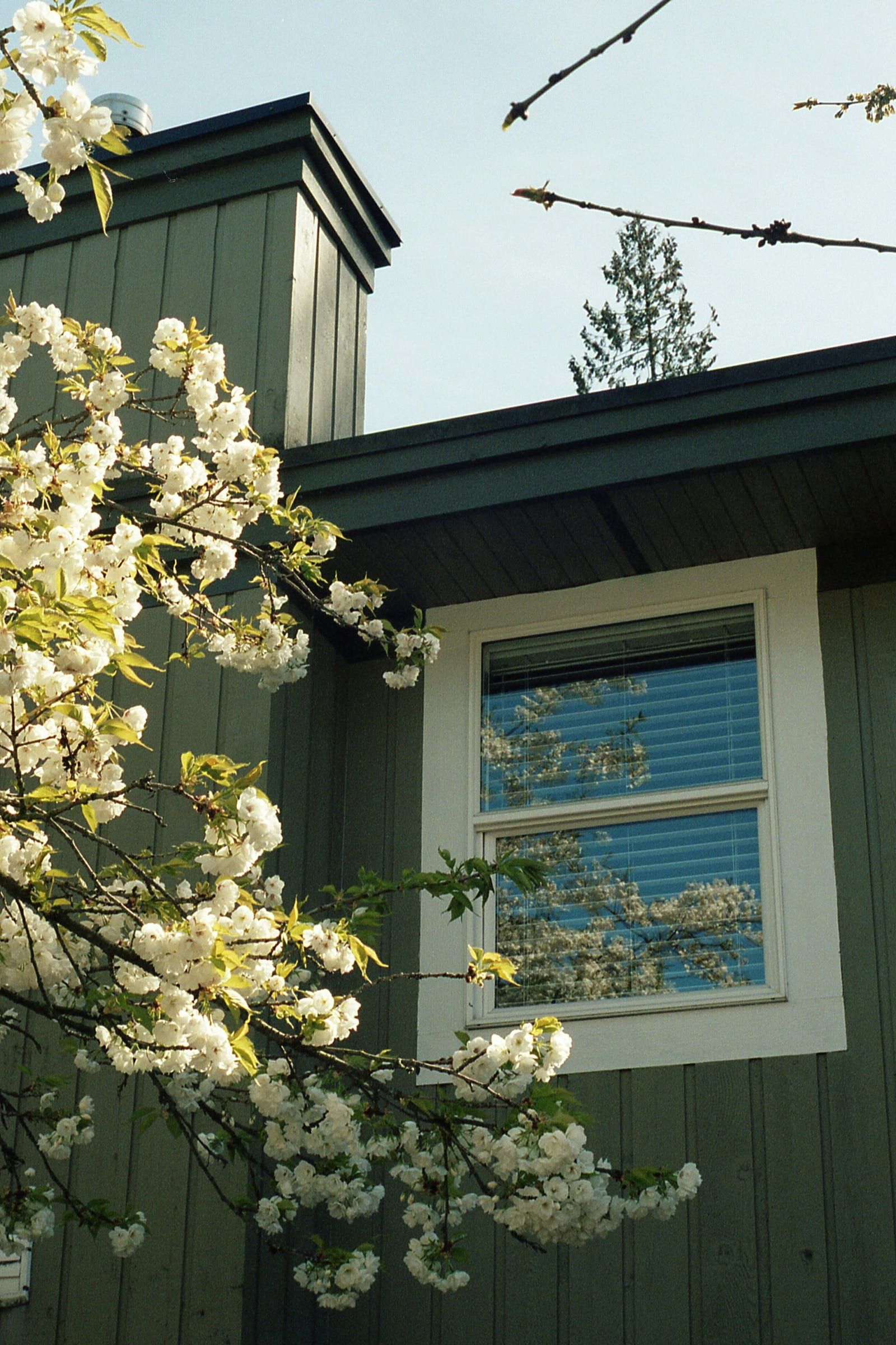 Fresh dark green board-and-batten siding meeting white window trim, with blossom in front